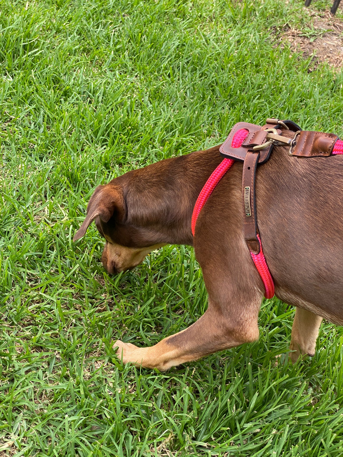 Arnes Colors 2 piezas Fucsia