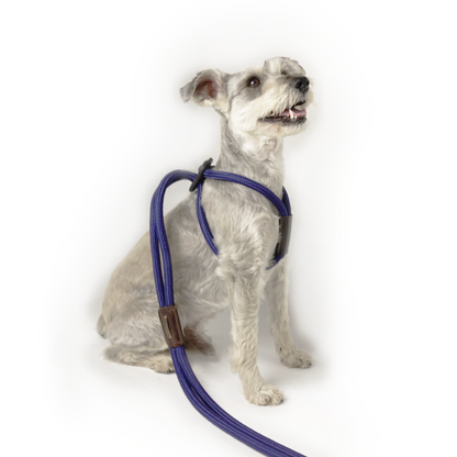 Arnes Colors Azul Navy