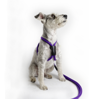 Arnes Colors Purpura