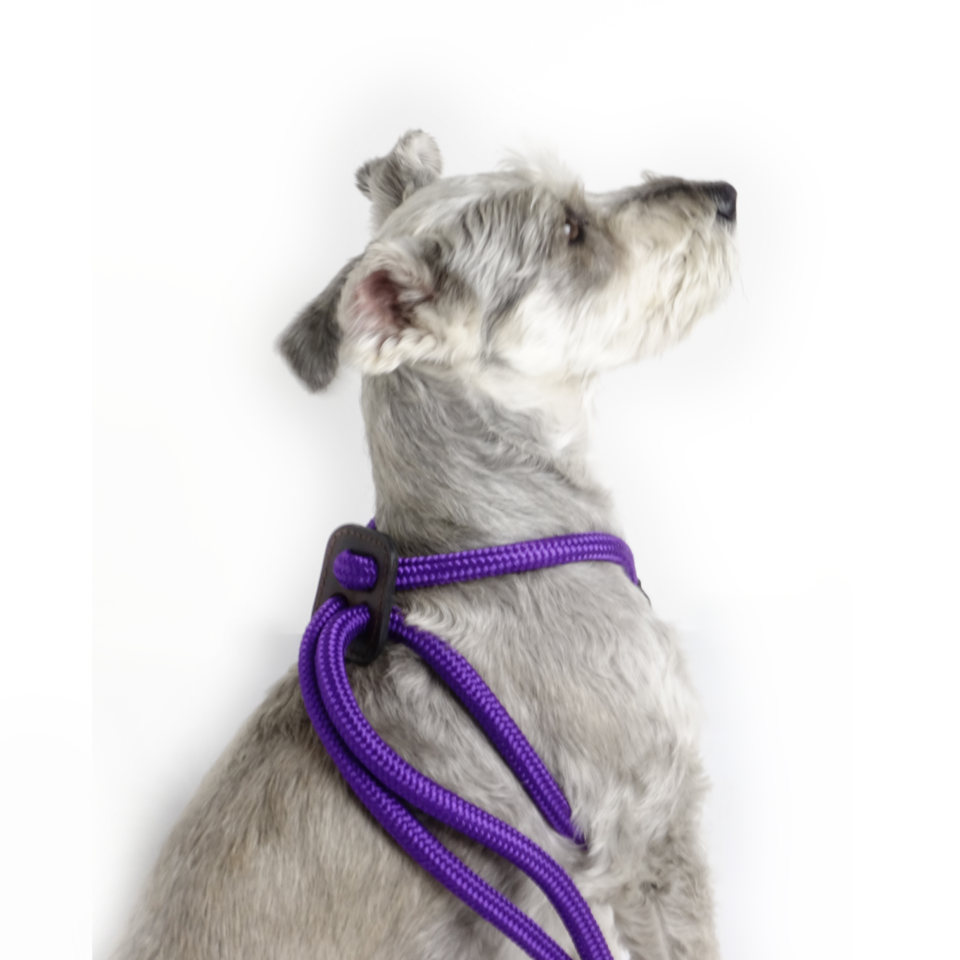 Arnes Colors Purpura