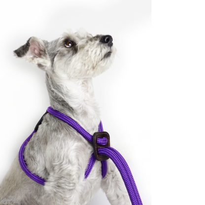 Arnes Colors Purpura