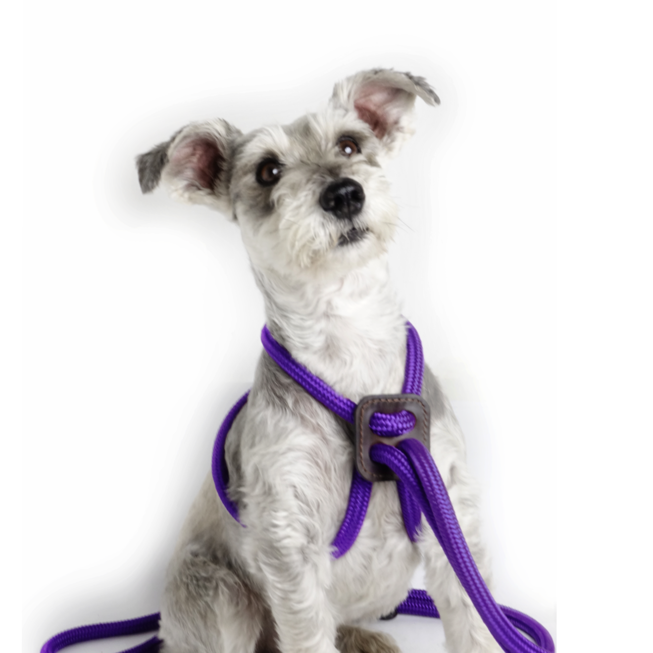 Arnes Colors Purpura