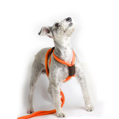 Arnes Colors Naranja