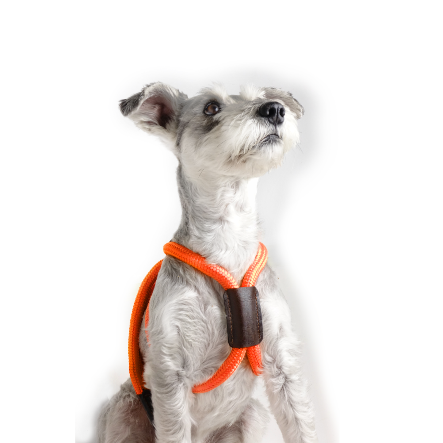 Arnes Colors Naranja