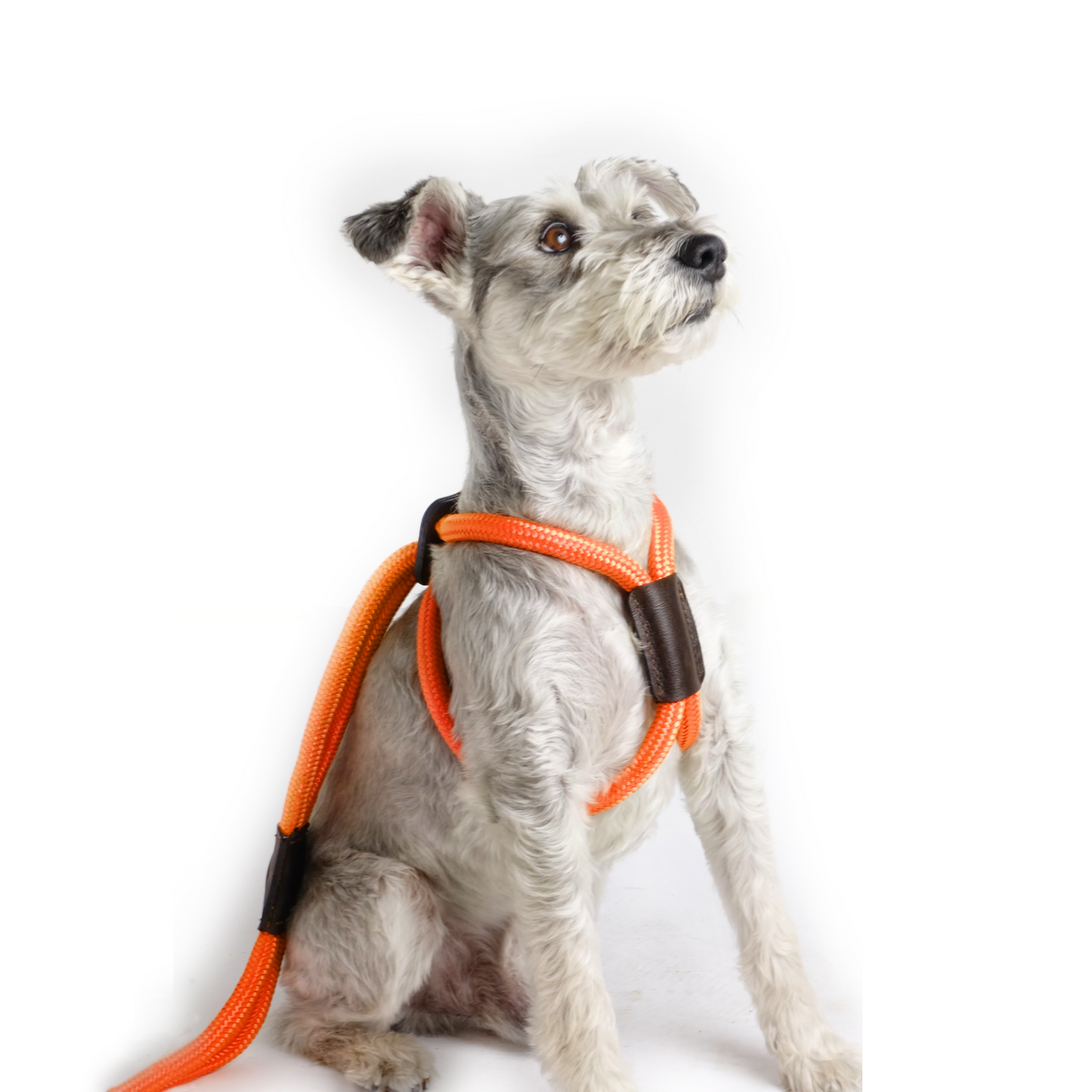 Arnes Colors Naranja