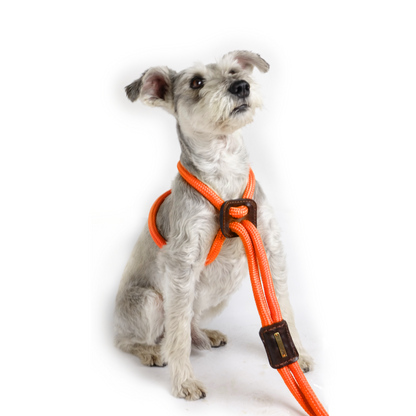 Arnes Colors Naranja