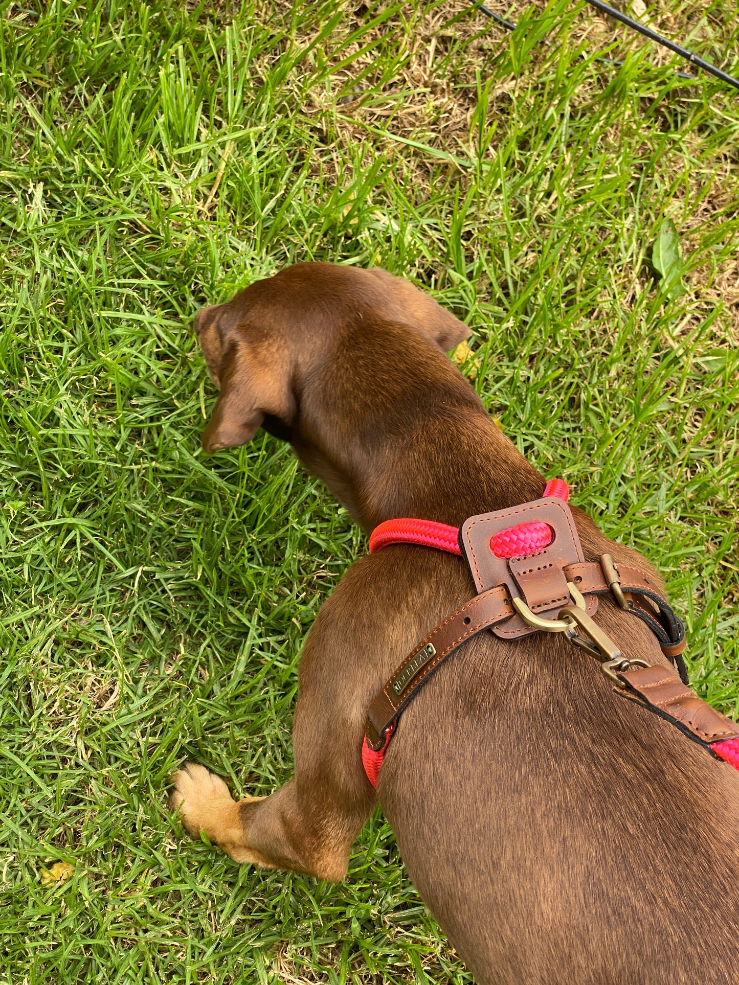 Arnes Colors 2 piezas Fucsia