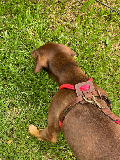 Arnes Colors 2 piezas Fucsia