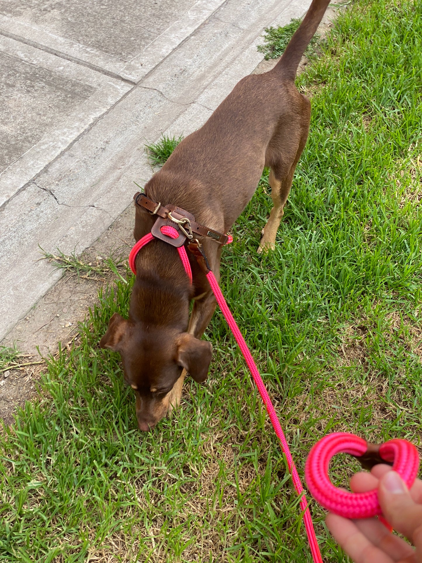 Arnes Colors 2 piezas Fucsia