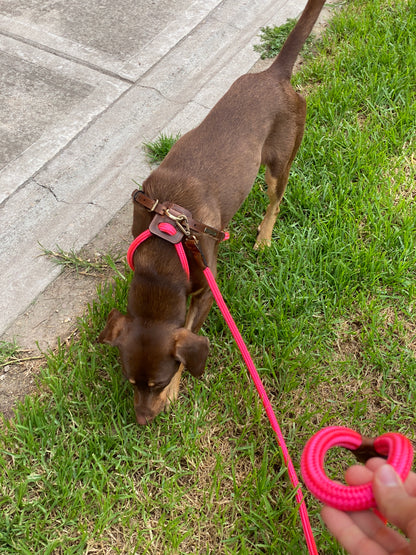 Arnes Colors 2 piezas Fucsia